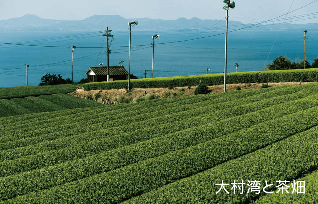 大村湾と茶畑